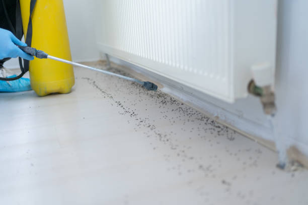 Trusted Manteno, IL Pest Control Experts