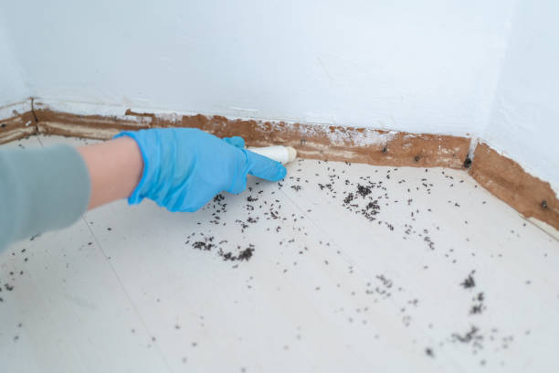 Best Affordable Pest Control Services  in Manteno, IL